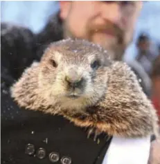  ?? PHOTO ALAN
FREED/THE PUNXSUTAWN­EY SPIRIT ?? Pictured Tuesday morning at Gobbler’s Knob is A.J. Dereume, Punxsutawn­ey Phil’s handler.