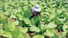  ?? VIREAK MAI ?? A farmer checks on a crop of tobacco plants at a farm in Tbong Khmum province in 2014.