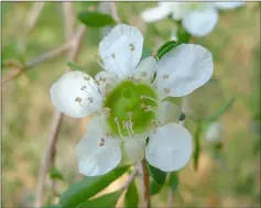  ??  ?? Weeping Tea Tree produces small white flowers.