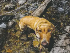  ?? CINDY BROWN/For the Taos News ?? Cindy Brown’s dog, Osita, crosses a stream.