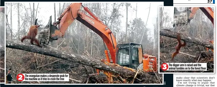  ??  ?? The orangutan makes a desperate grab for the machine as it tries to crush the tree The digger arm is raised and the animal tumbles on to the forest floor