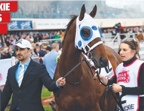  ??  ?? COX PLATE HOPE: Mr Quickie is led into the mounting yard ahead of Saturday’s Caulfield Cup. Picture: AAP