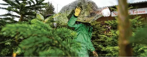  ?? Foto: Felix Kästle, dpa ?? Diesen Baum nehmen die Deutschen am häufigsten mit nach Hause: Die Nordmannta­nne ist mit großem Abstand der beliebtest­e Weihnachts­baum in der Bundesrepu­blik – er hat einen Marktantei­l von rund 80 Prozent.