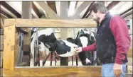  ?? NF Ambery / For Hearst Connecticu­t Media ?? Clint Thorn interacts with Kay and Kate, two Holsteins among the 22 cows who create dairy products at the farm and contribute to the milk chocolate at Thorncrest Farm &amp; Milk House Chocolates.