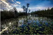  ?? STEPHEN B. MORTON/AP 2022 ?? Okefenokee National Wildlife Refuge, one of the world’s largest intact freshwater ecosystems, averages 300,000 visitors a year. A company wants to mine on a 740-acre segment of Trail Ridge, an ancient sand dune complex along the swamp’s eastern edge.