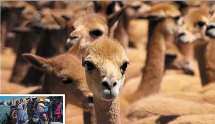  ?? — photos: CARLOS mamani/afp ?? Vicunas live at least 3,500m above sea level.