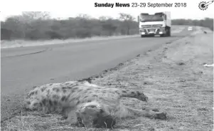  ??  ?? In a bizzare incident unknown people pounced on a hyena that was hit by a vehicle and chopped off its ears, paws, nose and tail along the Bulawayo-Beitbridge road at Mazunga area. It is suspected that those practicing witchcraft make use of the animal parts. (Picture by Eliah Saushoma)
