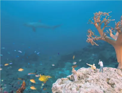  ??  ?? Pelagic thresher shark (Alopias pelagicus) at Monad Shoal, Philippine­s.