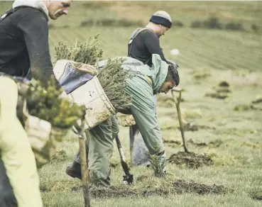  ??  ?? 0 Forestry and Land Scotland has pledged to plant 25 million trees over the next year