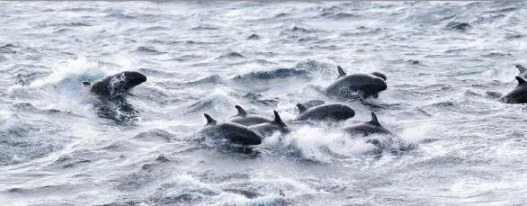  ?? LUKE HALPIN ?? False killer whales were observed swimming with common bottlenose dolphins off the northweste­rn coast of Vancouver Island last July.
