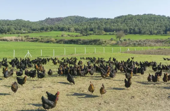  ??  ?? Free ranging (above) is great for your birds and their eggs, but predator problems grow significan­tly.