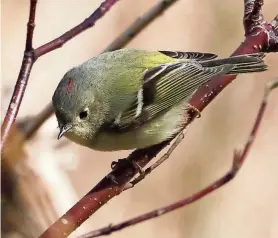  ?? SHAWN DOWD/ROCHESTER DEMOCRAT AND CHRONICLE ?? A ruby-crowned kinglet looks for insects to eat in Greece along Lake Ontario as spring migration starts April 25.