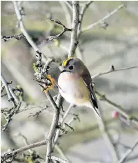  ?? Ken Hayes ?? Goldcrests are a wonder of nature