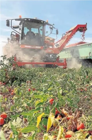  ?? // ABC ?? Recolecció­n de tomate con la tecnología de Agrosap