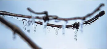  ?? JESSIE WARDARSKI, AP ?? Icicles encase a tree branch in Tulsa. Ice warnings were prevalent across the Midwest.