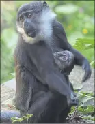  ??  ?? Mum Sheli with baby monkey at Edinburgh Zoo which reopens tomorrow, while the parade of penguins, below, is on hold