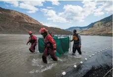  ?? CP FILE PHOTO ?? Fisheries and Oceans Canada officials and members of the B.C. Wildfire Service move salmon in a temporary holding pen on the Fraser River on July 24.