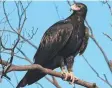  ??  ?? Wedge-tailed eagles top the list of birds sighted.