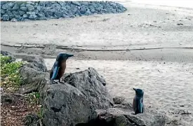  ?? SUPPLIED ?? Two of the six bronze penguin sculptures found in Campbells Bay.