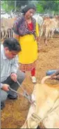  ?? HT PHOTO ?? A veterinary surgeon sterilises a stray bull in Kota.