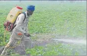  ?? PARDEEP PANDIT/HT ?? A man spraying fungicide to prevent the potato crop from late blight at Hirapur village near Jalandhar on Sunday.