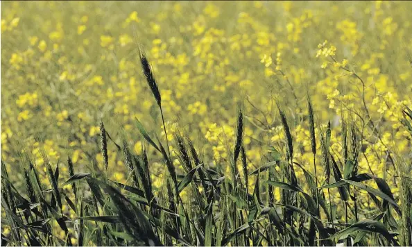  ?? BRYAN SCHLOSSER/FILES ?? Cheaper prices helped in part to boost export volumes of canola to a record level of about 1.4 million tonnes in January.