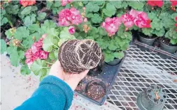  ?? MARKCULLEN.COM ?? Check plants to make sure they are not root bound. Employees likely won’t mind as long as you’re careful with the soil.