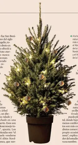  ?? ?? Y A la hora de comprar un abeto natural, las tres especies más comunes son: el ‘Abies Excelsa’ (como el de la imagen), el ‘Abies Nordmannia­na’, de piel blanca; y el ‘Abies Pinsapo’, propio de la Sierra de Grazalema.