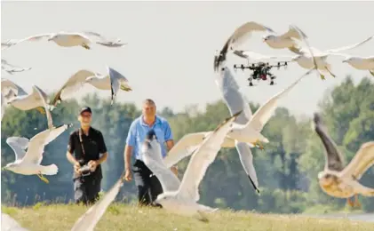  ?? CHRIS MIKULA/OTTAWA CITIZEN ?? Seagulls take flight at Petrie Island as a ‘hexacopter’ flies in low with operator Steve Wambolt and Coun. Bob Monette close behind. Monette says the chopper is drasticall­y reducing waste on the island’s beaches. To see video of the drone in action, go...
