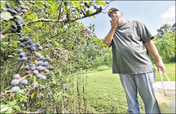  ?? HYOSUB SHIN / HSHIN@AJC.COM ?? On his farm near Jasper, Brian pops blueberrie­s into his mouth as he harvests the produce he’s grown. He’s been known to stand in a field of corn and eat a freshly plucked ear.