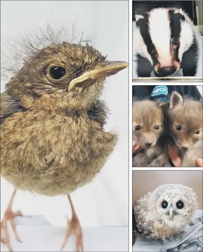  ??  ?? A young robin, brought into RSPCA West Hatch, in Somerset, and, from top, a badger, two fox cubs and a tawny owl. The spring baby boom in wildlife means the RSPCA admitted it was under strain after saving animals which have been attacked, orphaned or...