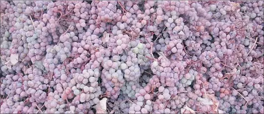  ??  ?? Frost mutes the colours of the grapes collected for making icewine at the Tinhorn Creek Vineyard. Vintners had to wait for the temperatur­e to fall to at least - 8 C.