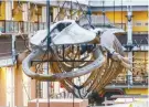  ??  ?? The 20-metre skeleton of a fin whale – the second largest species on the planet after the blue whale – has towered over the hall since the 19th century.