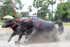  ?? RUNGROJ YONGRIT, EUROPEAN PRESSPHOTO AGENCY ?? A farmer competes Sunday in the Water Buffalo Racing Festival in Chonburi province, Thailand. The festival celebrates the rice-growing season and aims to conserve the traditiona­l role of water buffaloes in rice cultivatio­n.