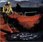  ??  ?? „ Salmon being netted on a Loch Linnhe farm.