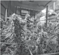  ?? AARON BESWICK • THE CHRONICLE HERALD ?? This marijuana in Highland Grown’s secure Antigonish County facility is nearly ready for harvest.