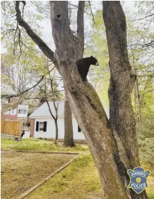  ?? PHOTO COURTESY OF MASS. ENVIRONMEN­TAL POLICE ?? BEAR IN THE AIR: A young black bear perches in a tree in a backyard in Worcester.