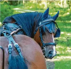  ?? ?? Während Stute Hera fleißig Gäste in der Kutsche in Bobingen (Landkreis Augsburg) transporti­ert, blickt sie neugierig zu den Passagiere­n, schreibt Birgitta Riley.