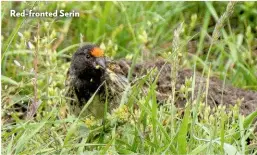  ??  ?? Red-fronted Serin