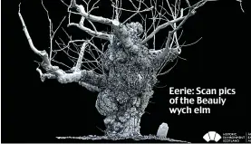  ??  ?? Eerie: Scan pics of the Beauly wych elm