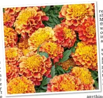  ??  ?? MONTHS OF COLOUR: A mixture of dazzling marigolds, top, and, above, the bushy blooms of Strawberry Blonde