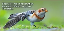  ?? ?? First-winter male Snow Bunting, Carsington Water, Derbyshire 12 October