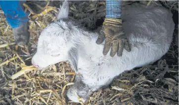  ?? Aaron Ontiveroz, Denver Post file ?? Janie Vanwinkle checks out a newborn calf in February 2019. She worries that the price she gets for her calves this year could drop by as much as half.