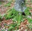  ?? Foto: Max Trometer (Archiv) ?? Wenn du dich im Wald orientiere­n musst, achte darauf, wo das Moos wächst.