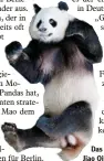  ?? Foto: dpa ?? Das Panda Männchen Jiao Qing.