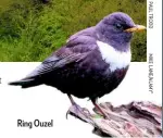  ??  ?? Ring Ouzel