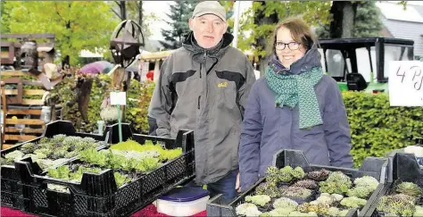  ?? ARCHIVBILD: TANJA MIKULSKI ?? Landleben pur erleben: Rund 100 Aussteller werden beim 23. Altenoythe­r Bauernmark­t an diesem Sonntag, 21. Oktober, wieder eine große Bandbreite an Produkten anbieten. Auch Gärtnereiw­aren gehören dazu.