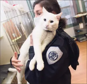  ?? Arnold Gold / Hearst Connecticu­t Media file photo ?? Laura Burban, director of the Dan Cosgrove Animal Shelter, holds a cat, Juniper, that was dropped off at the shelter in Branford on Dec. 29, and has since been selected for adoption.