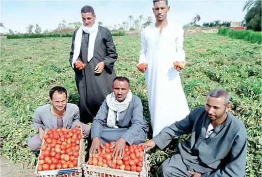  ?? تصوير- سعيد نافع ?? الطماطم من المحاصيل صاحبة الإنتاج الوفير فى المنيا