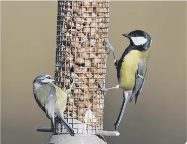  ??  ?? Position your camera near a bird feeder to get the best view (photo: Shuttersto­ck/Martin Fowler)